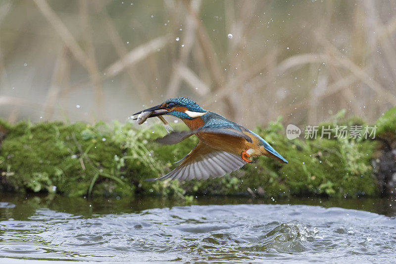 翠鸟捕鱼(Alcedo atthis)